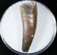 Large Anterior Phytosaur (Pseudopalatus) Tooth #15566-1